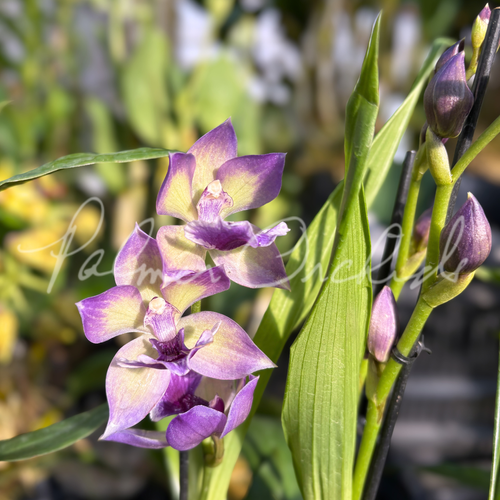 ティート　ラグーモフラップ Zygopetalum — Palmer Orchids
